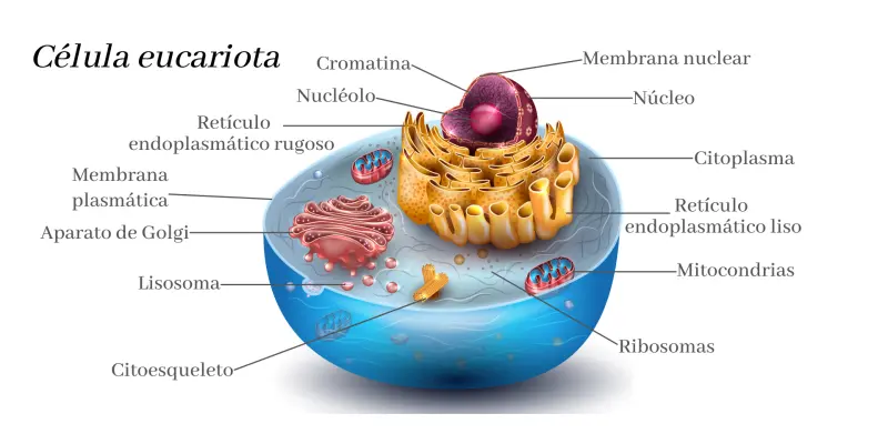 la celula y sus partes del diccionario inteligente - Qué es la célula y su función