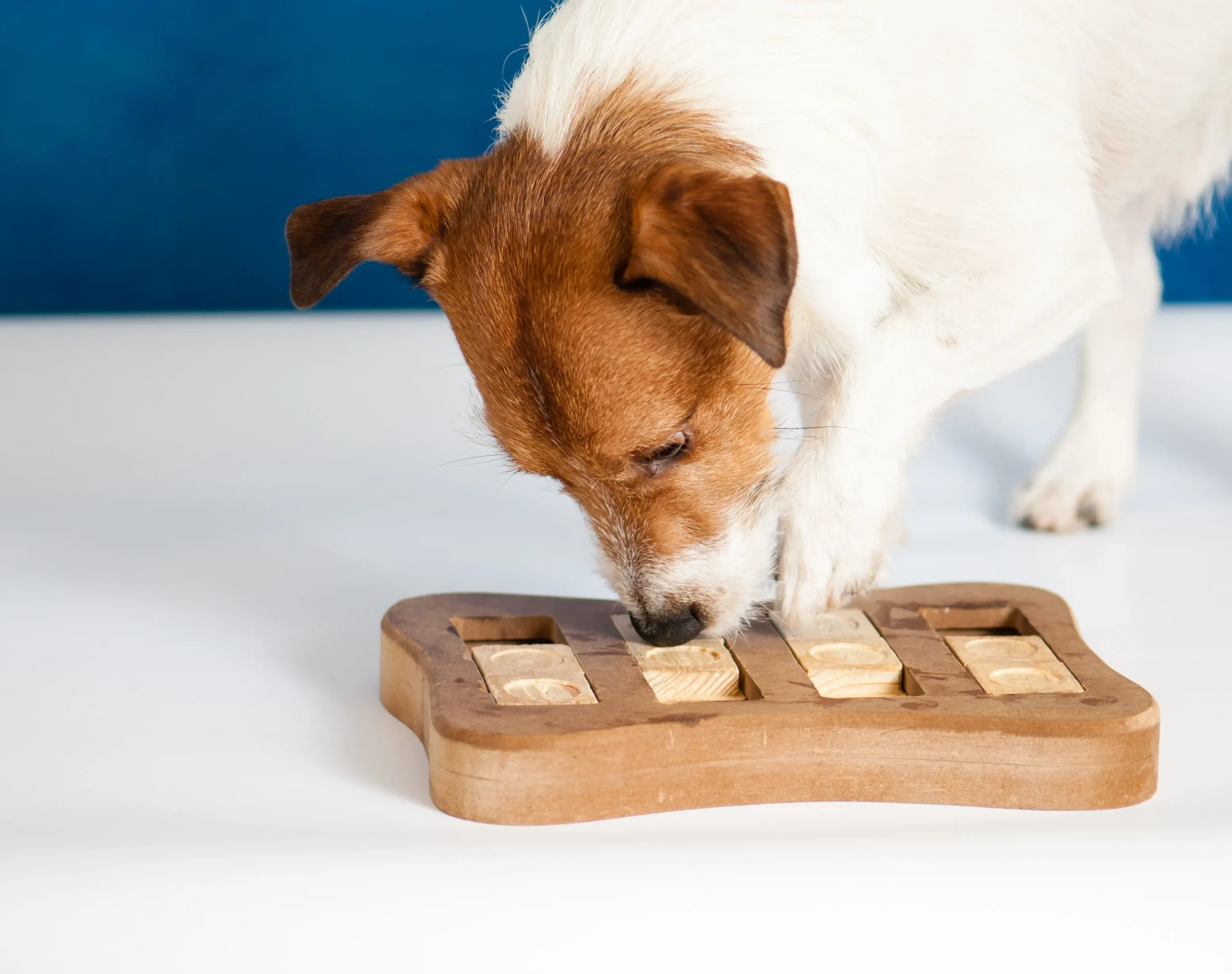 Cómo incentivar la inteligencia en un perro - Qué es la estimulación mental para un perro como incentivsr lsa inteligencia en un perro - Qué es la estimulación mental para un perro