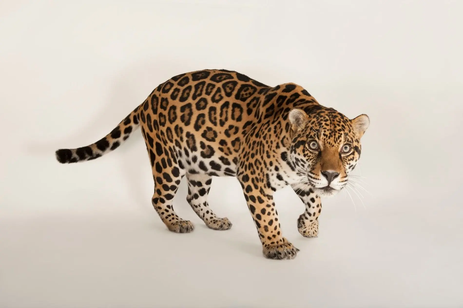 como se desarrollo el jaguar y cuan inteligente es - Qué es lo más importante del jaguar