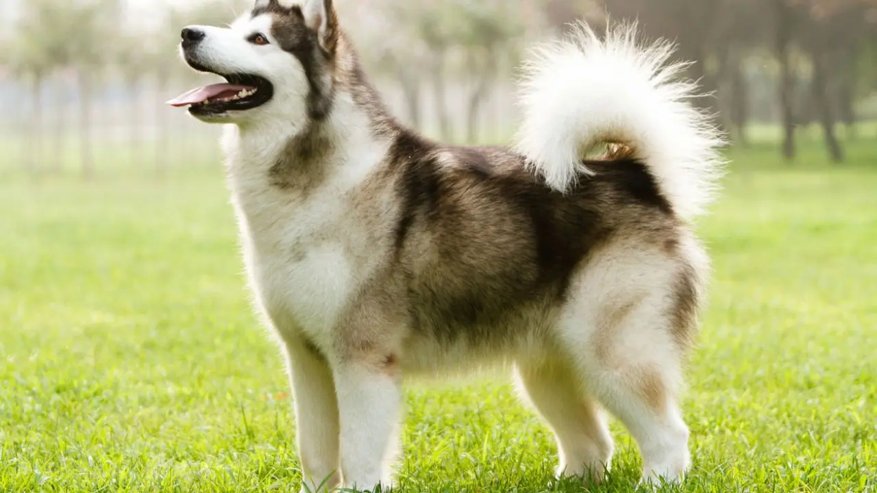 Alaskan Malamute: Un perro inteligente y leal - Qué es mejor Malamute o Husky alaskan malamute inteligencia - Qué es mejor Malamute o Husky