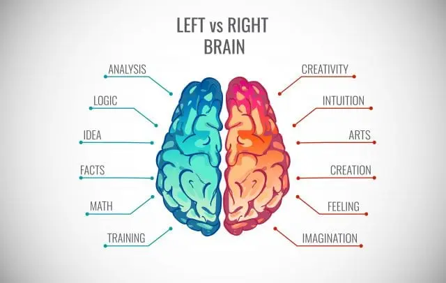cerebro izquierdo mas inteligente - Qué es mejor ser zurdo o diestro
