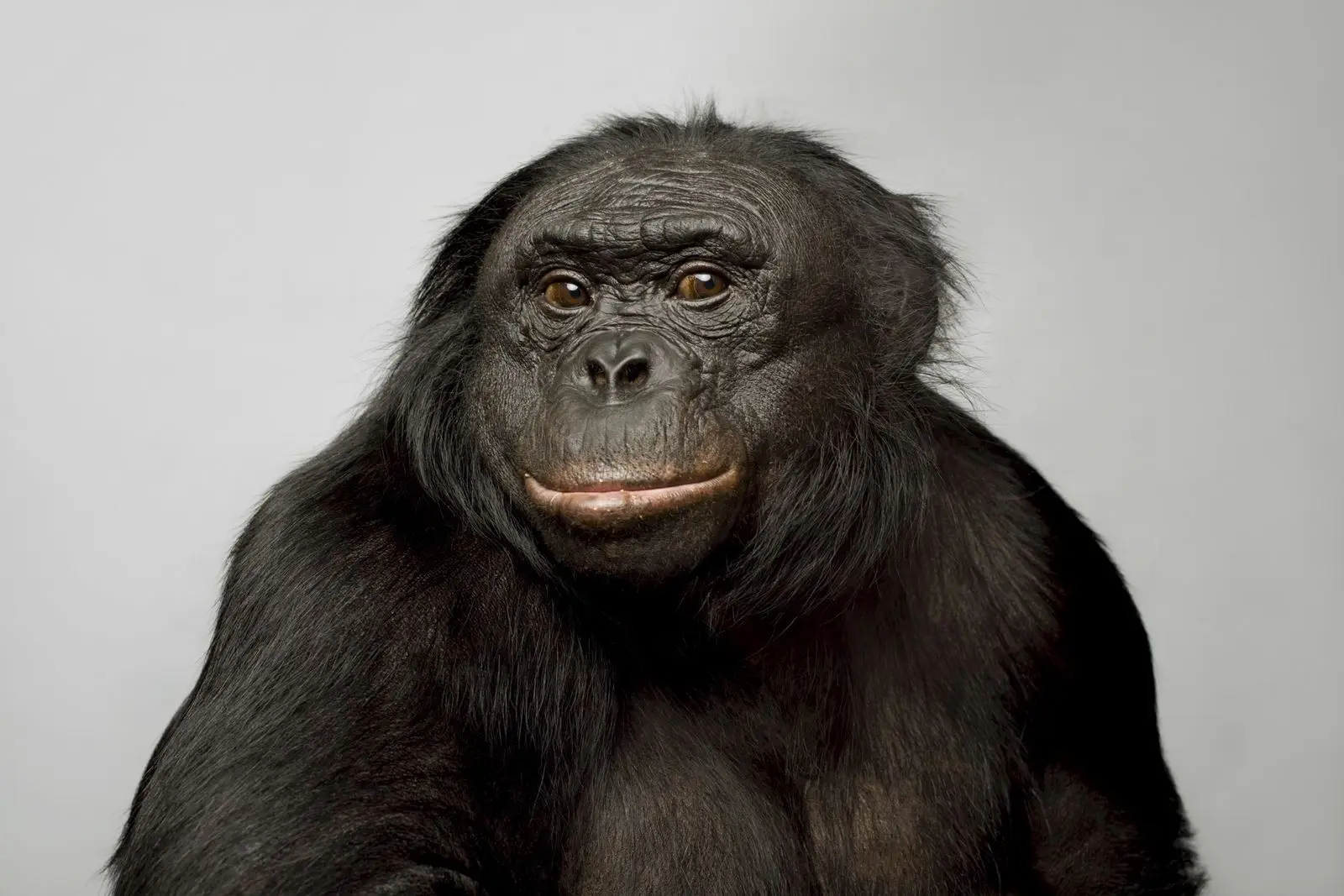 El animal que se caracteriza por ser pasivo pero inteligente - Qué es un animal pasivo animal que se caracteriza por ser pasivo pero inteligente - Qué es un animal pasivo
