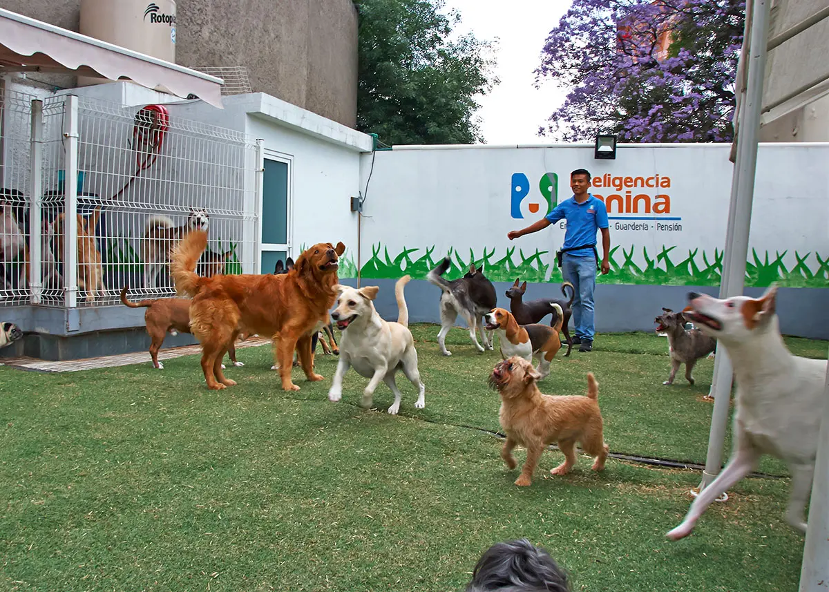 inteligencia canina eje central - Qué es un centro canino