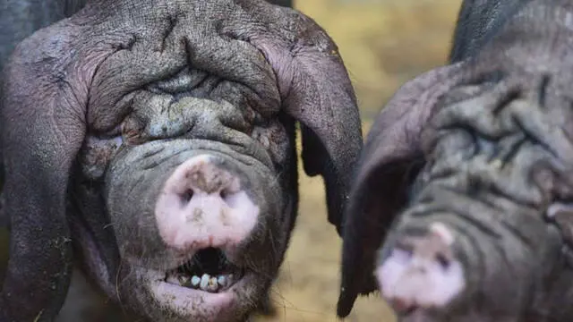 chancho inteligente autopropulsado - Qué es un pig inteligente