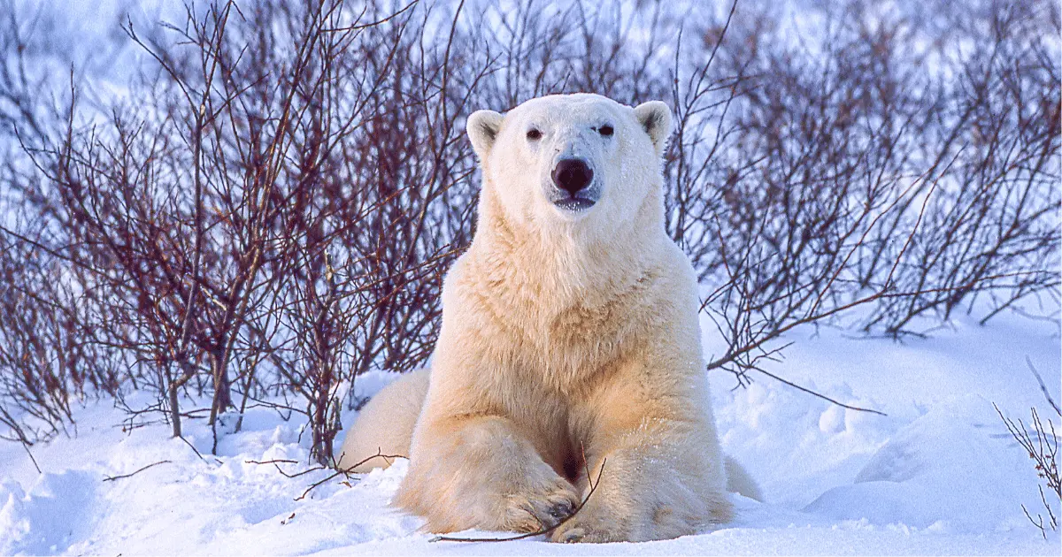 diseño inteligente cambio climatico especies - Qué especies animales se ven afectadas por el cambio climático