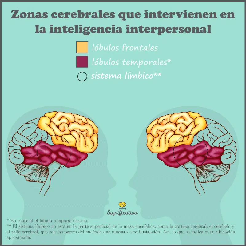 areas cerebrales implicadas en la inteligencia linguistica - Qué estructuras cerebrales se activan en la inteligencia lingüística