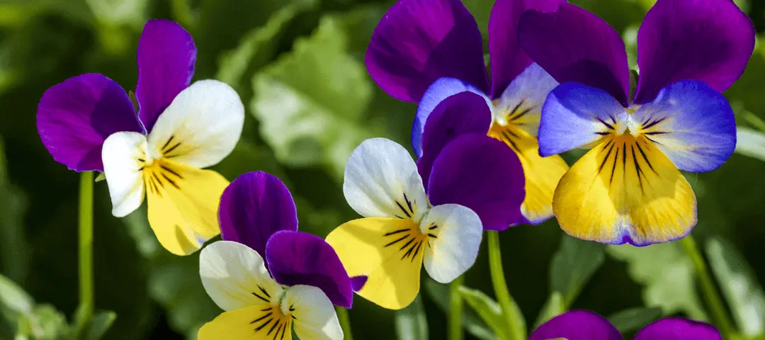 La Flor de Loto: Símbolo de Audacia e Inteligencia - Qué flor simboliza el éxito flor que tenga que ver con audacia e inteligencia - Qué flor simboliza el éxito