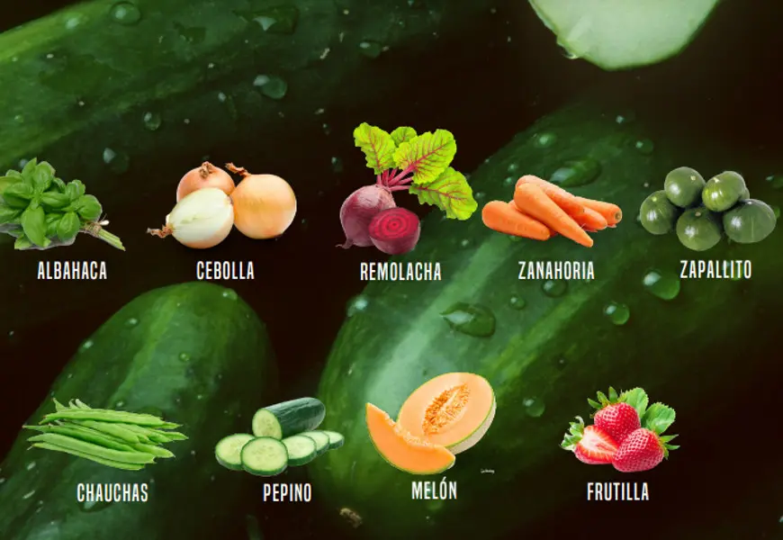 Canasta Inteligente Mercado Modelo: La mejor opción para tus compras - Qué frutas y verduras se dan en primavera canasta inteligente mercado modelo - Qué frutas y verduras se dan en primavera