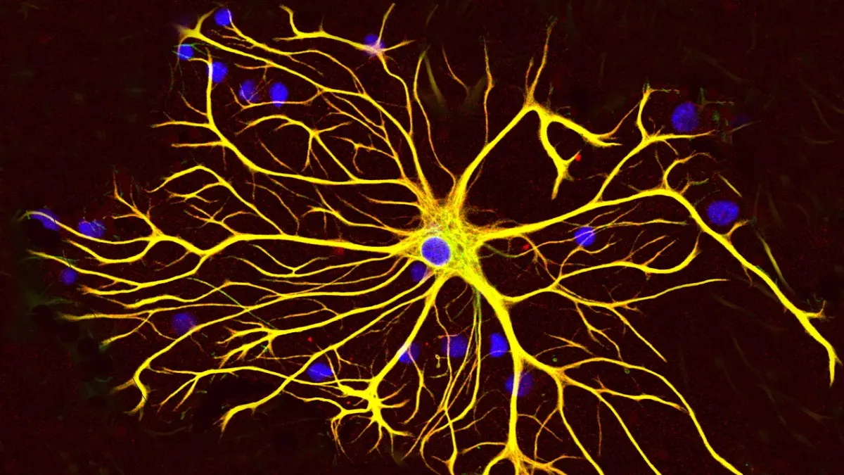 celulas gliales y la inteligencia - Qué función cumplen las células gliales