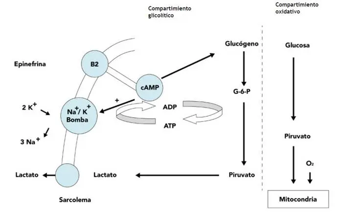 Cómo actúa el ATP en la inteligencia según Scielo - Qué función tiene el DHA en el cerebro como actua el atp en la inteligencia scielo - Qué función tiene el DHA en el cerebro