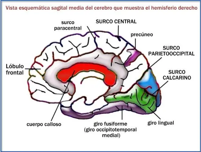 cisura inteligencia - Qué función tiene la cisura central