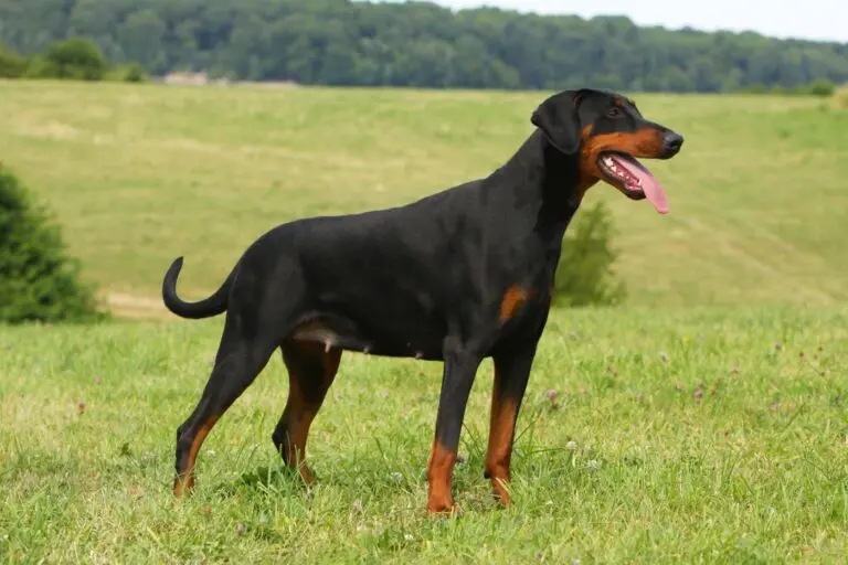 Doberman Inteligente: Historia, Características y Cuidados - Qué habilidades tiene el dóberman doberman inteligente - Qué habilidades tiene el dóberman