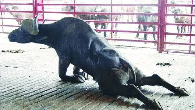 cuento el bufalo inteligente - Qué hace el búfalo cuando se cansa