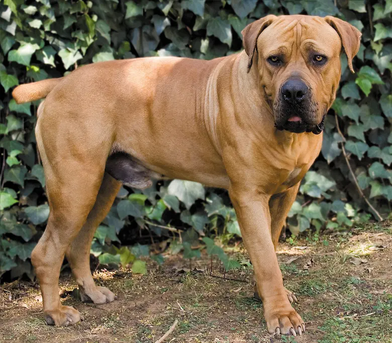 Características e inteligencia del Boerboel - Qué hace feliz a un Boerboel boerboel caracteristicas inteligencia - Qué hace feliz a un Boerboel