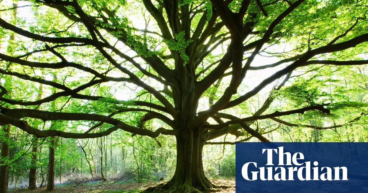 Aspectos de cognición e inteligencia en plantas - Qué hace que las plantas sean inteligentes aspectos de cognición e inteligencia en plantas - Qué hace que las plantas sean inteligentes