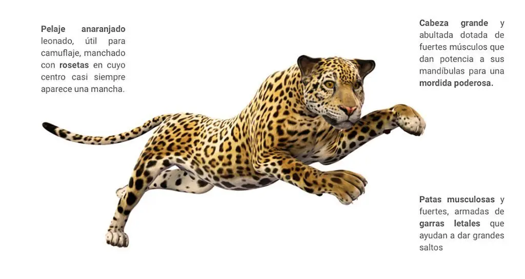 como se desarrollo el jaguar y cuan inteligente es - Qué hace único al jaguar