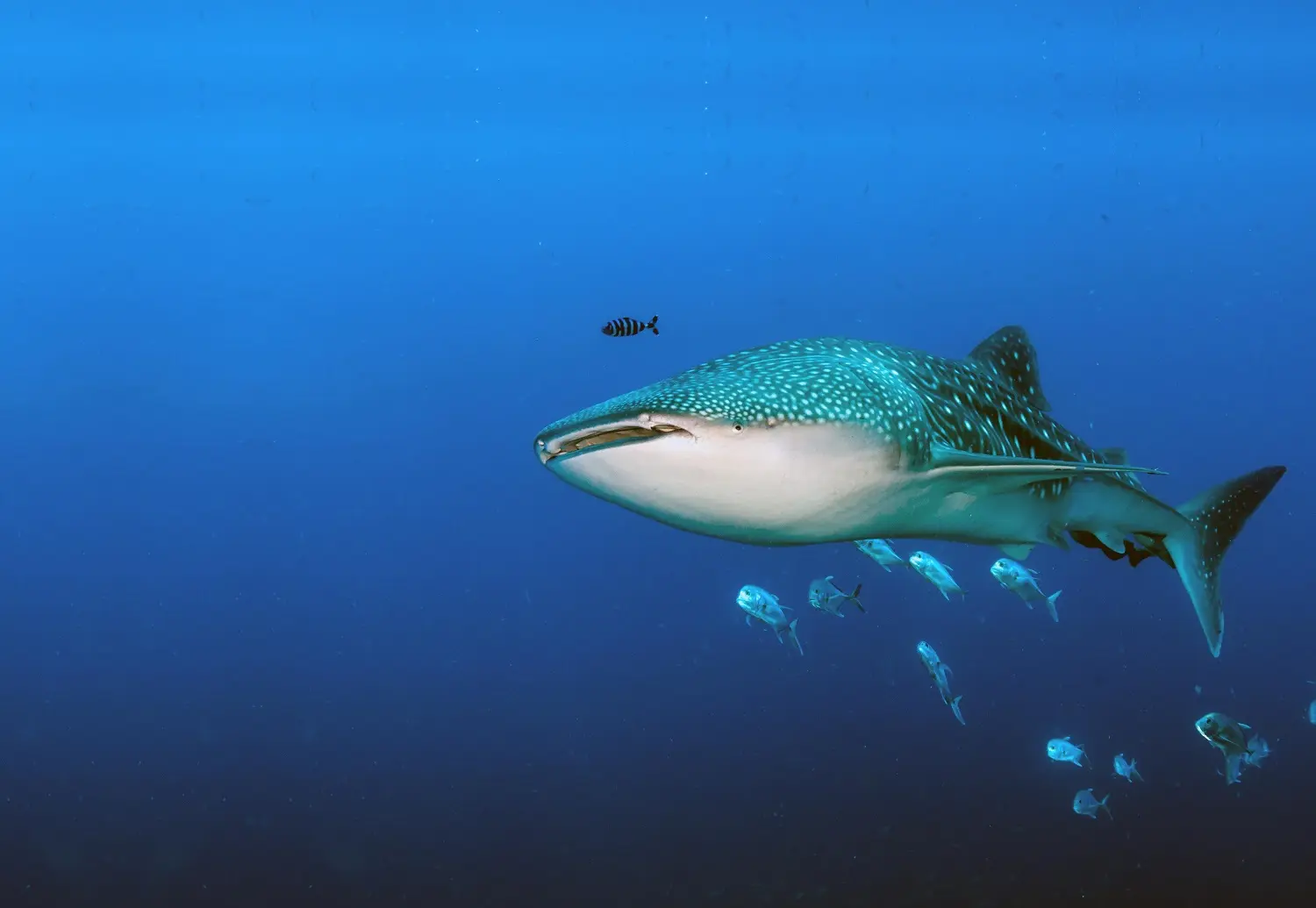 la inteligente remora - Qué hacen las Remoras