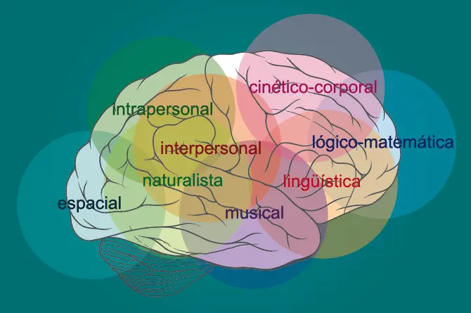 cerebro con inteligencias - Qué hay en el cerebro que causa un coeficiente intelectual alto
