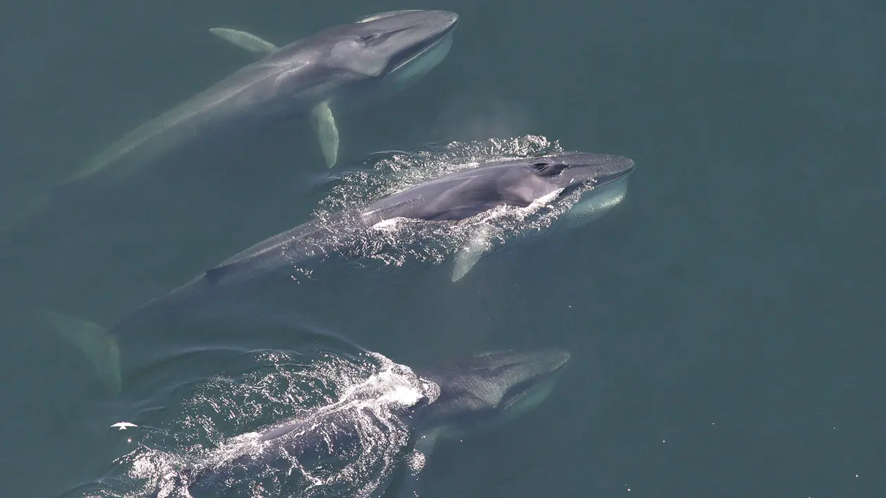 delfin colorear inteligente - Qué hay en la familia de los delfines