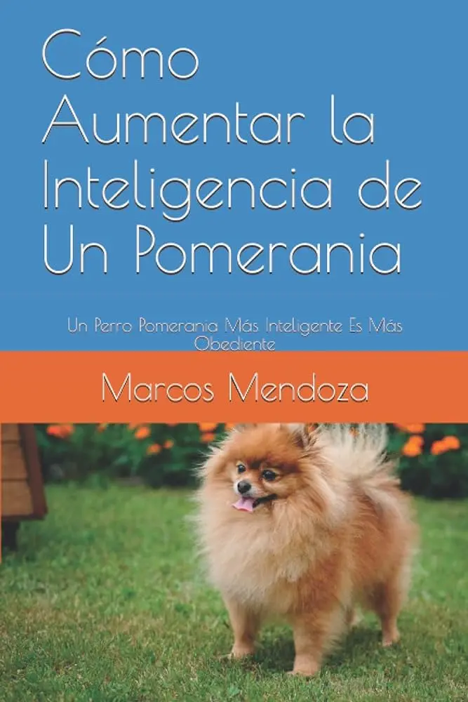 Los Pomerania son inteligentes: todo sobre esta raza - Que hay que saber de los Pomerania los pomerania son inteligentes - Que hay que saber de los Pomerania