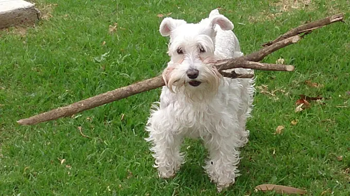 El Schnauzer es inteligente: Características y habilidades - Que hay que saber sobre los Schnauzer el schnauzer es inteligente - Que hay que saber sobre los Schnauzer