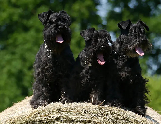 cuánto ejercicio necesita un cachorro schnauzer miniatura