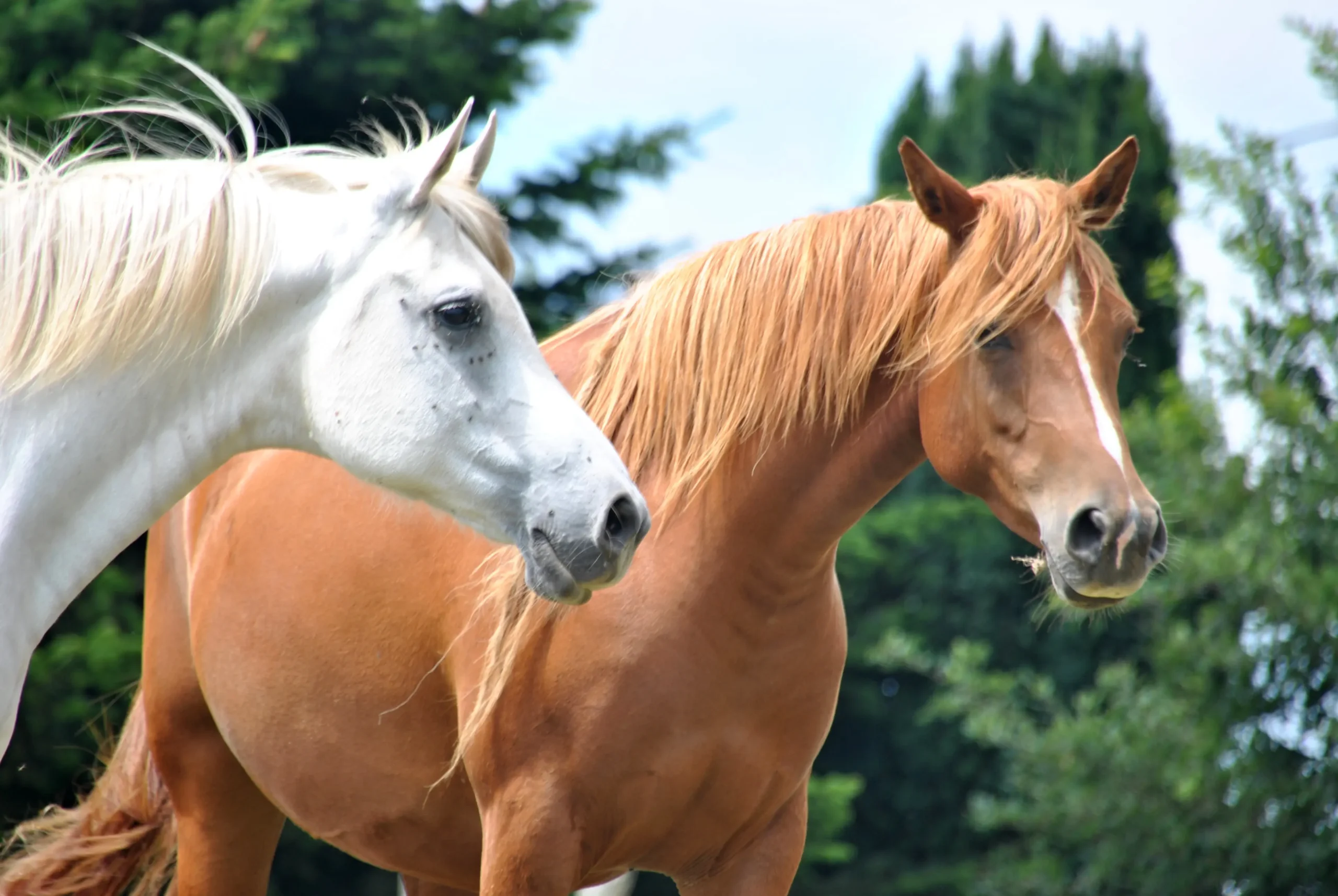 La inteligencia de los caballos - Qué inteligencia tiene el caballo inteligencia de los caballos - Qué inteligencia tiene el caballo