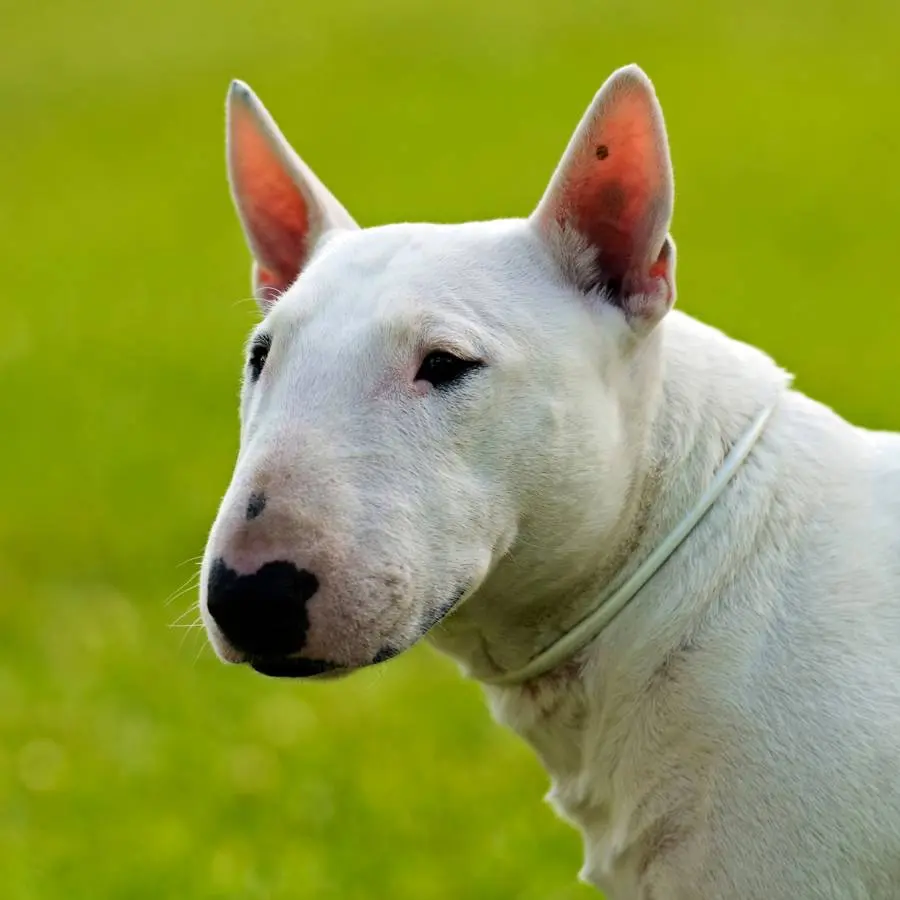 los bull terrier son inteligentes - Qué les gusta a los bull terrier