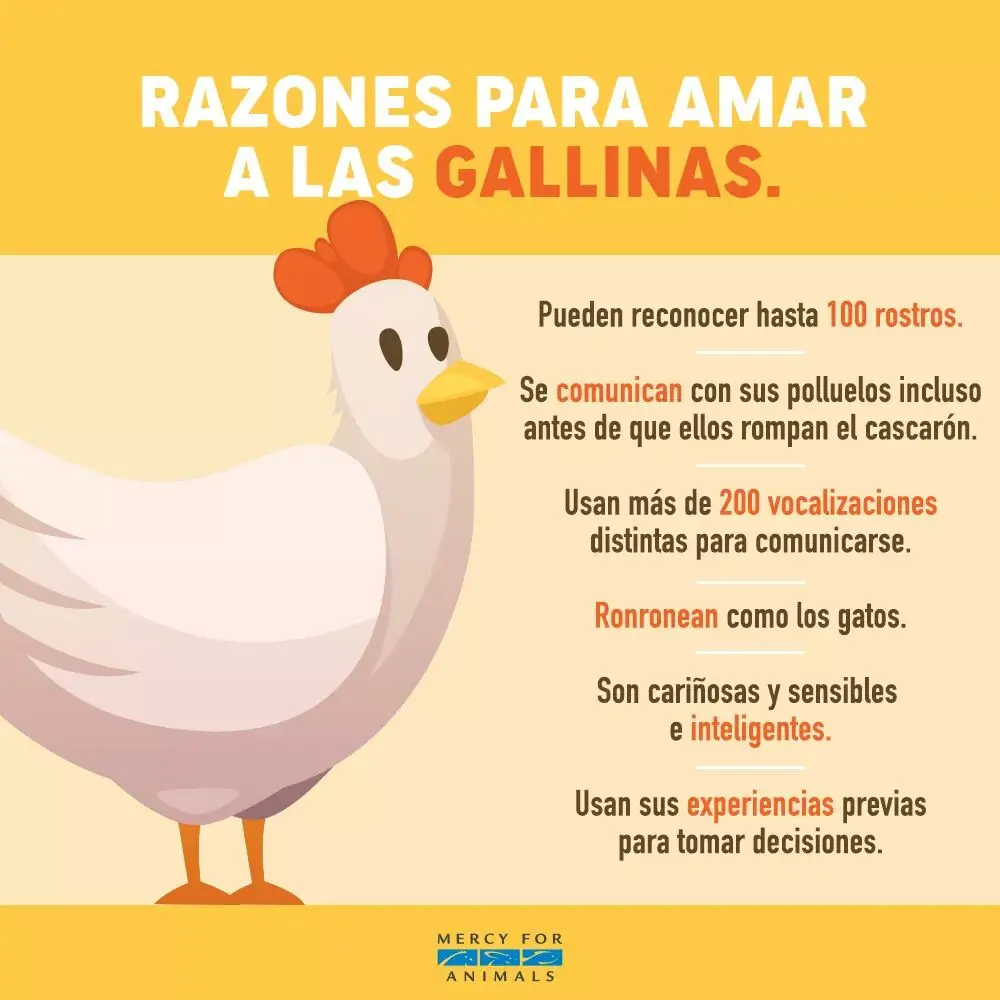 las gallinas son inteligentes - Qué memoria tiene una gallina