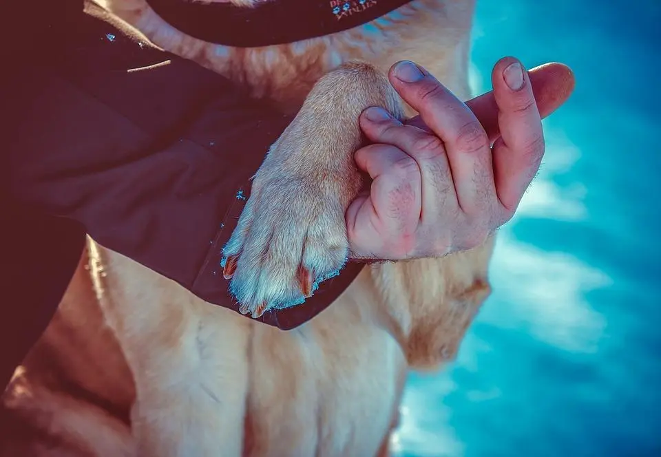 nombres inteligentes para perros - Qué nombre significa perro fiel