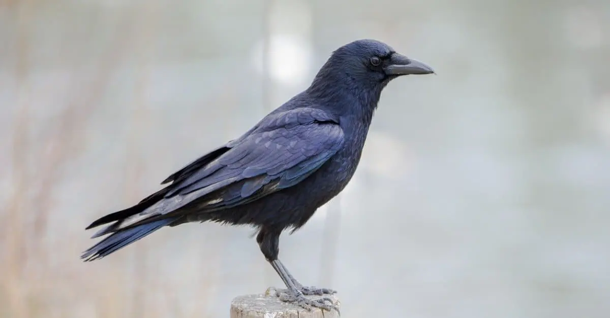 mirlo inteligencia - Qué pájaro negro es inteligente