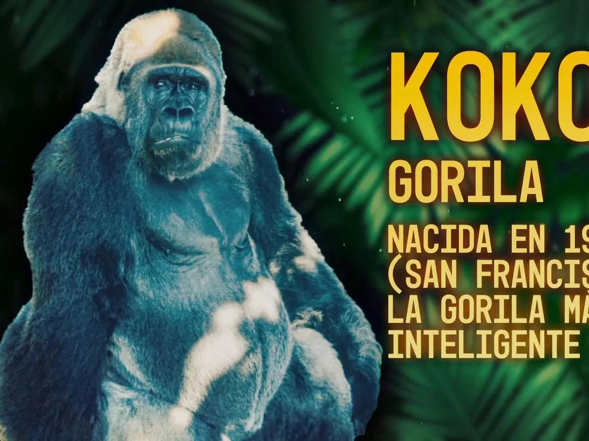 como koko la gorila inteligente muestra su inteligencia - Qué palabras dominaba Koko