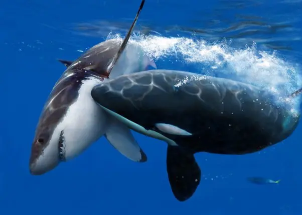 animales marinos que rimen con inteligente - Qué palabras riman con inteligente