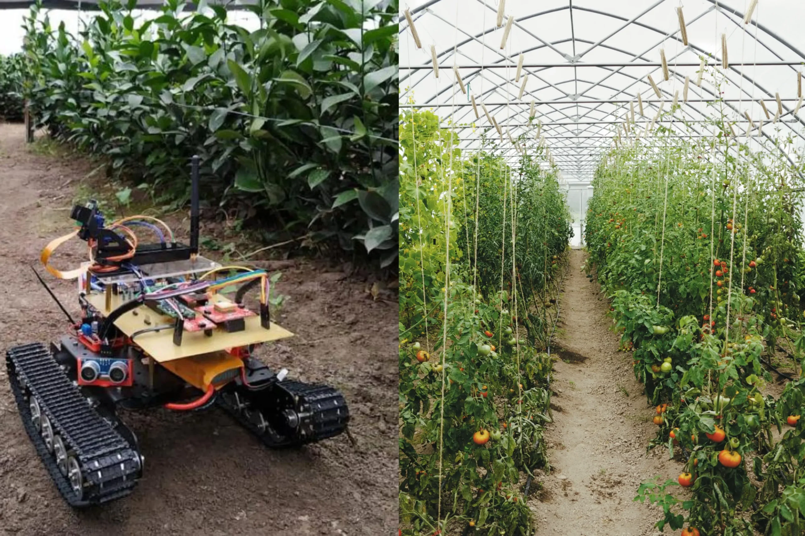 inteligencia artificial aplicada a la agricultura - Qué papel juega la inteligencia artificial en el sistema experto en agricultura