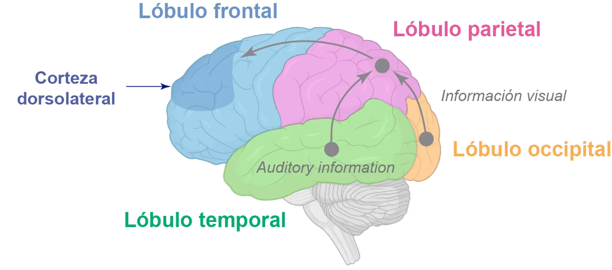 areas de inteligencia do cerebro - Qué parte del cerebro controla la memoria y la inteligencia