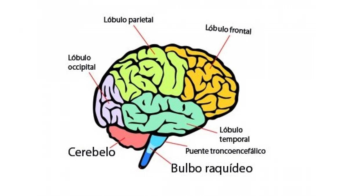 el cerebro y conducta inteligencia y organización cerebral - Qué parte del cerebro se encarga de la conducta