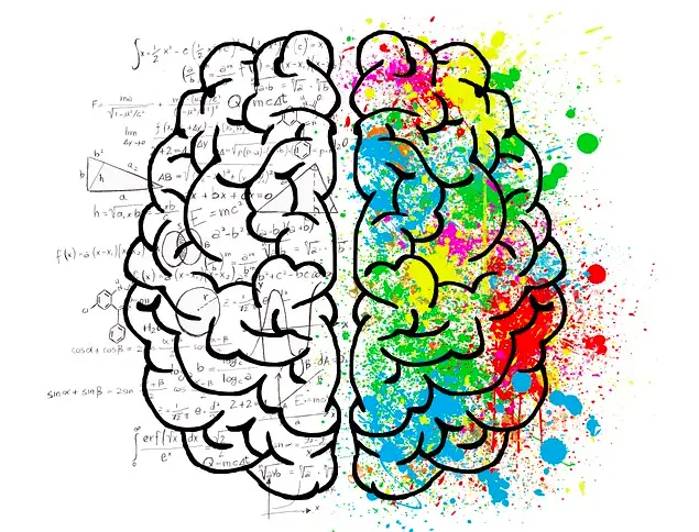 cerebro partes creatividad e inteligencia - Qué parte del cerebro se encarga de la creatividad