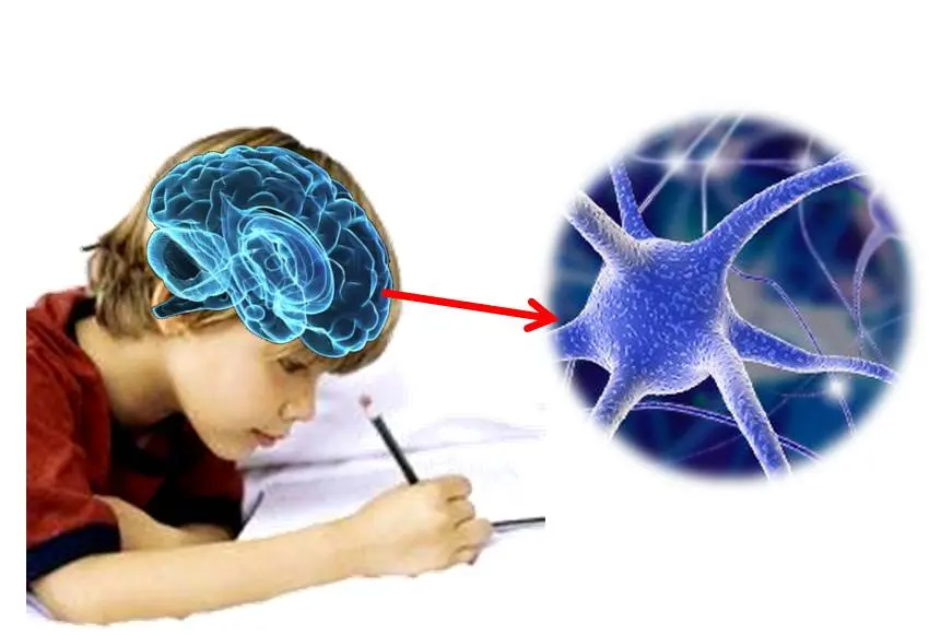 Actividad de la escritura y la inteligencia - Qué parte del cerebro se encarga del movimiento de la escritura actividad de la escritura la inteligencia - Qué parte del cerebro se encarga del movimiento de la escritura