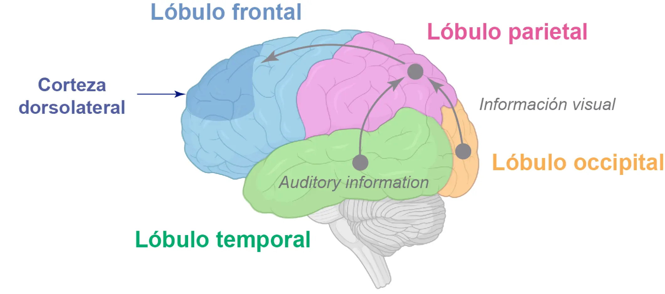 areas cerebrales de la inteligencia - Qué parte del encéfalo es responsable del pensamiento razonamiento e inteligencia