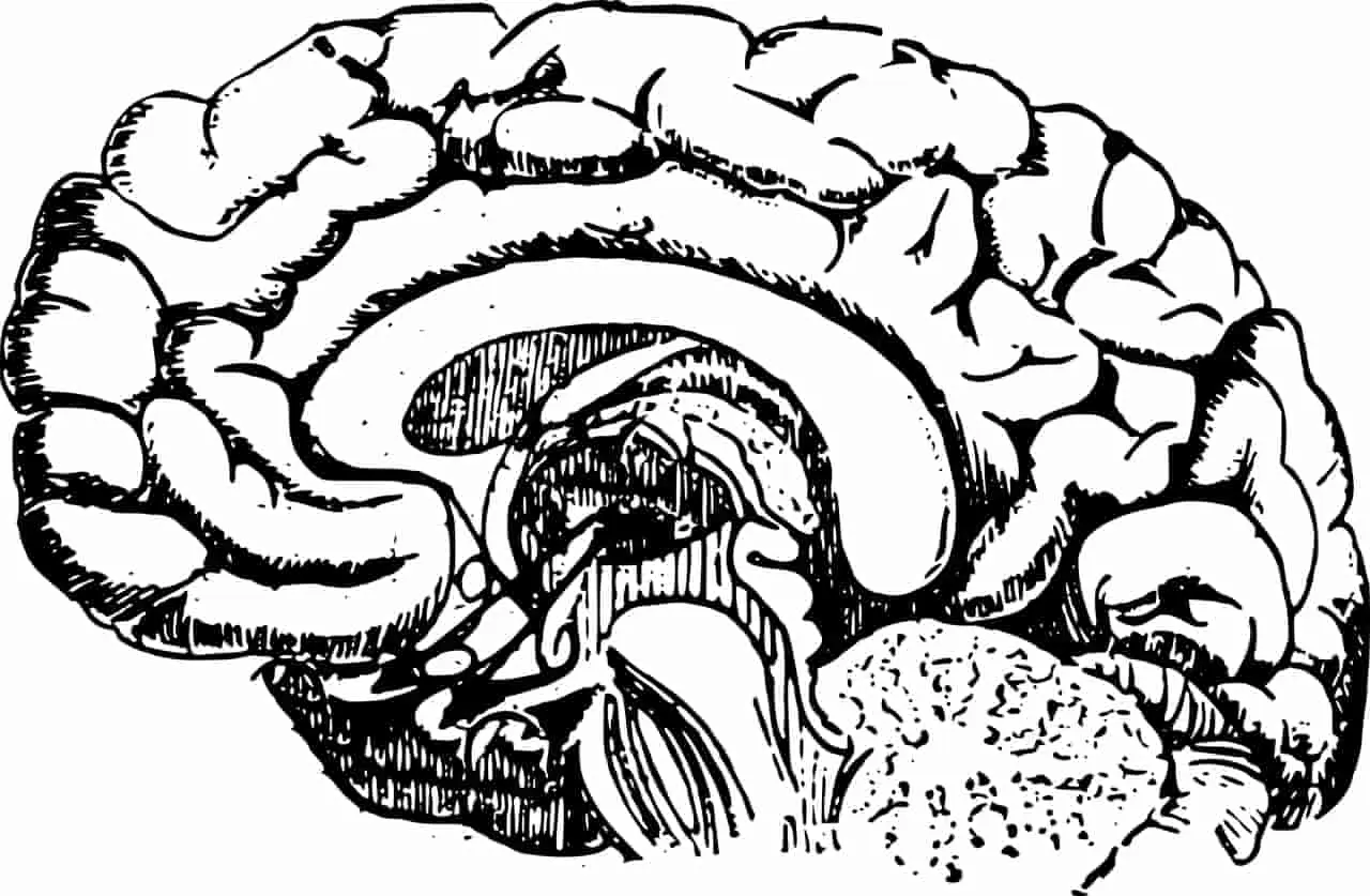 amigdalas inteligencia emocional - Qué pasa cuando se activa la amígdala