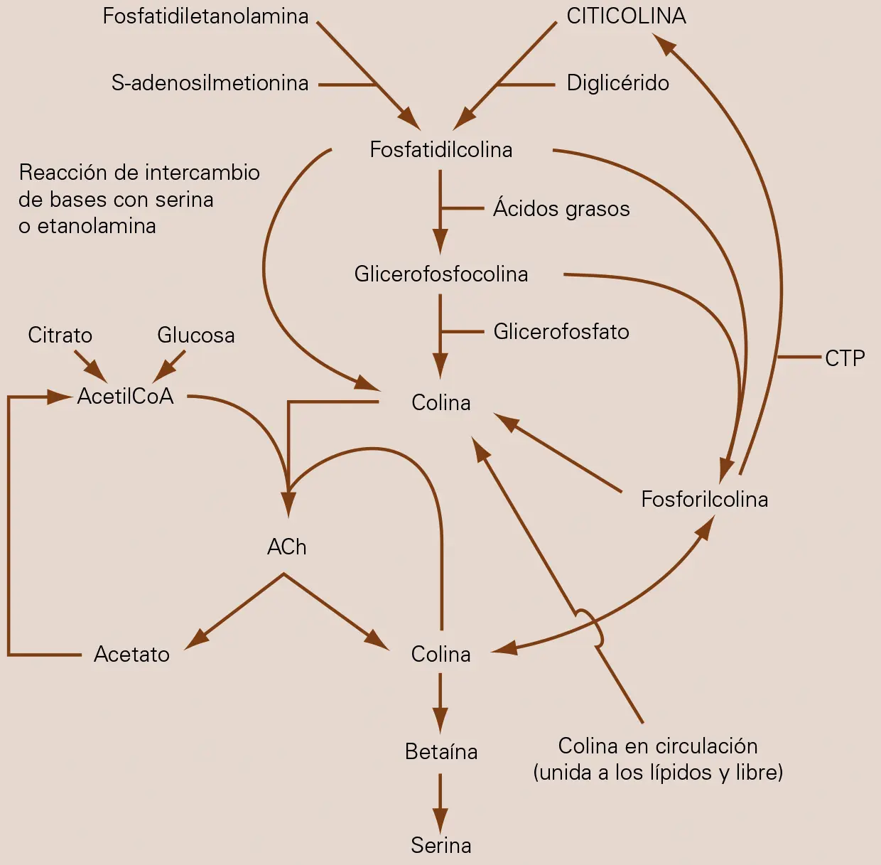 aumentar curva de inteligencia modafinilo - Qué pasa si tomo 400 mg de modafinilo