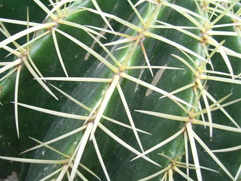 cactus inteligente espinas - Qué pasará si un cactus no tiene espinas