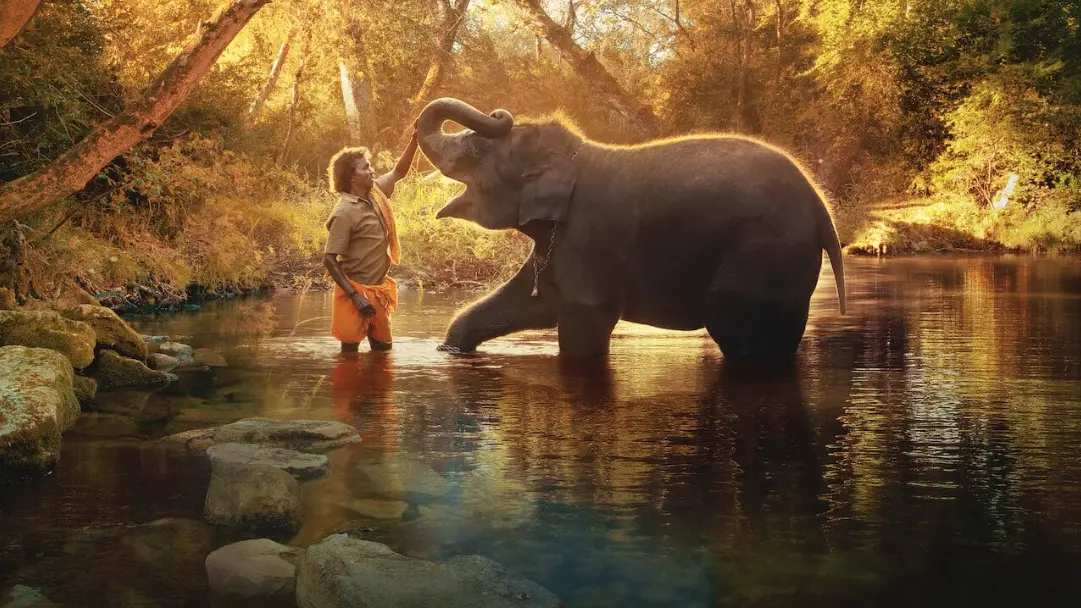 documental de elefantes inteligentes - Qué pasó con el elefante Raghu