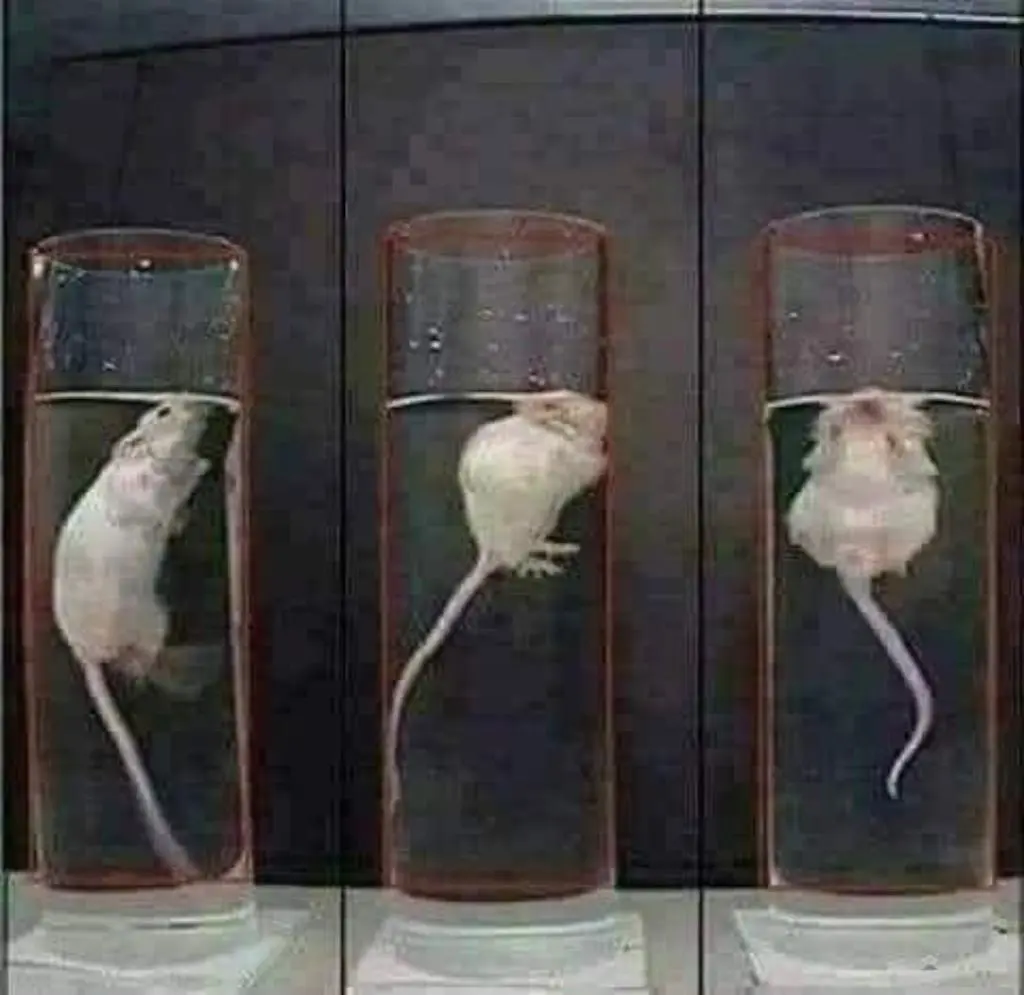 experimento de la rata madre más inteligente cognitivamente - Qué pasó en el experimento Universo 25