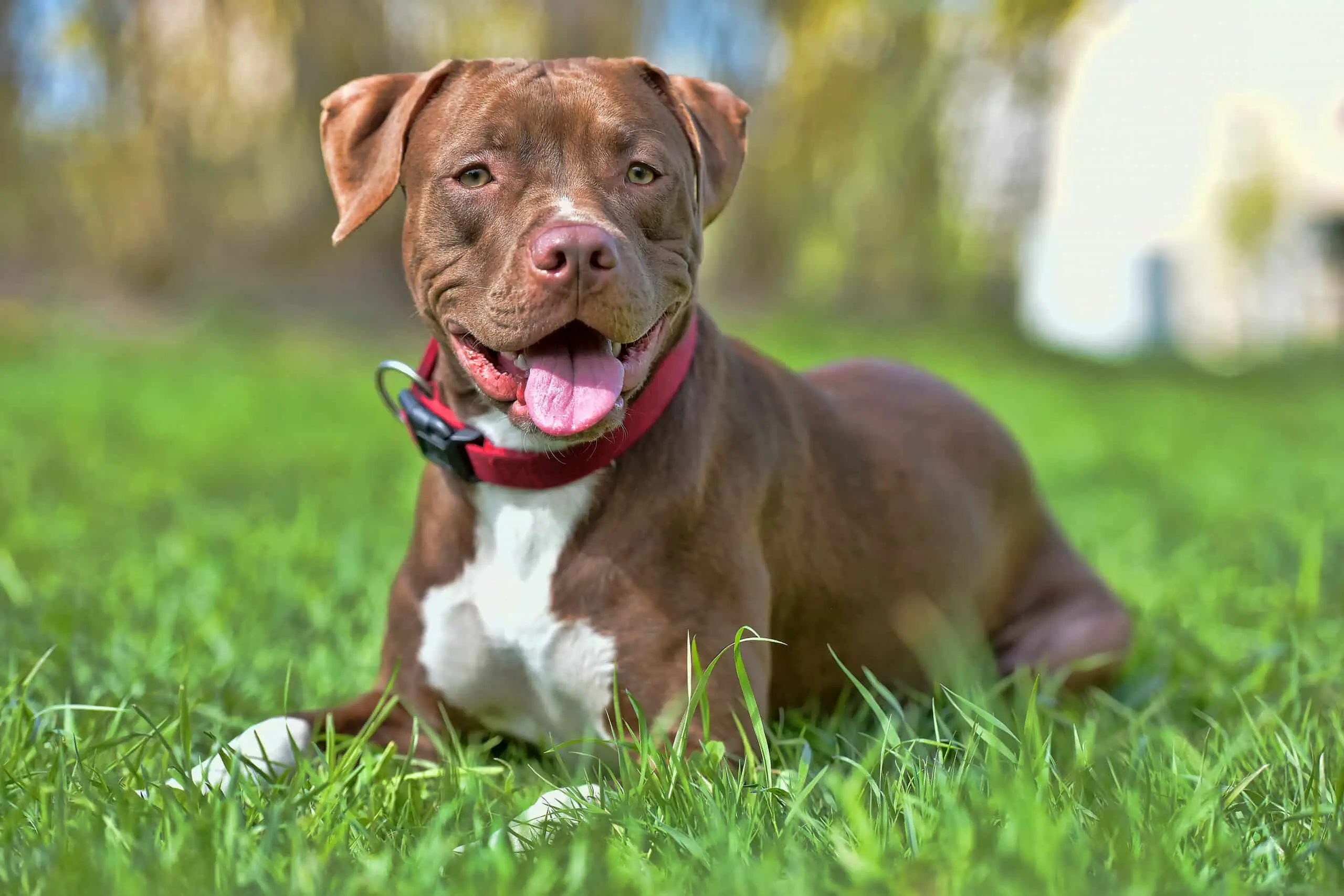 american pitbull terrier razas de perros mas inteligentes - Qué perro supera al pitbull