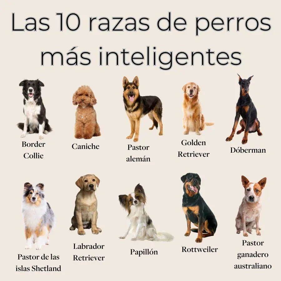 los 10 perros mas inteligentes y los 10 menos inteligentes - Qué perro tiene la inteligencia más baja