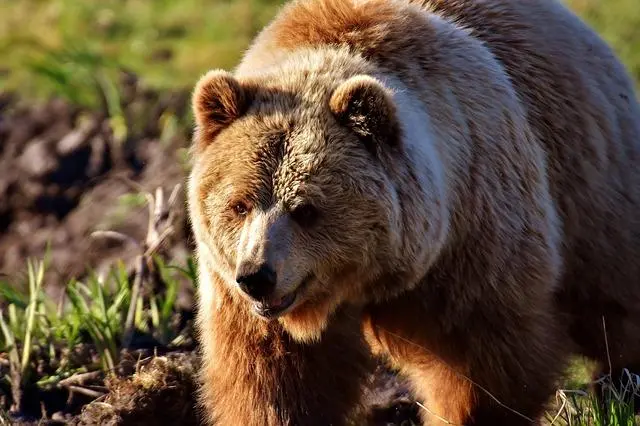 los osos son inteligentes - Qué personalidad tiene un oso