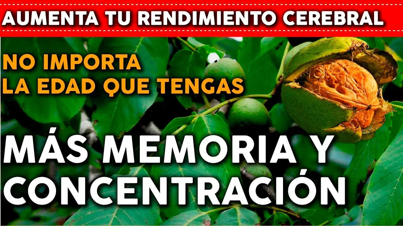Plantas que elevan la inteligencia: una solución natural para mejorar el ánimo - Qué planta levanta el ánimo plantas que elevan la inteligencia - Qué planta levanta el ánimo