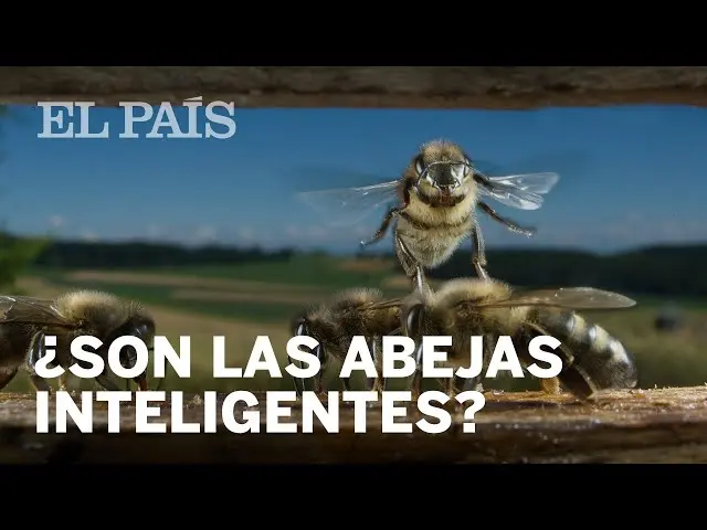 inteligencia de las abejas - Qué poder tiene la abeja