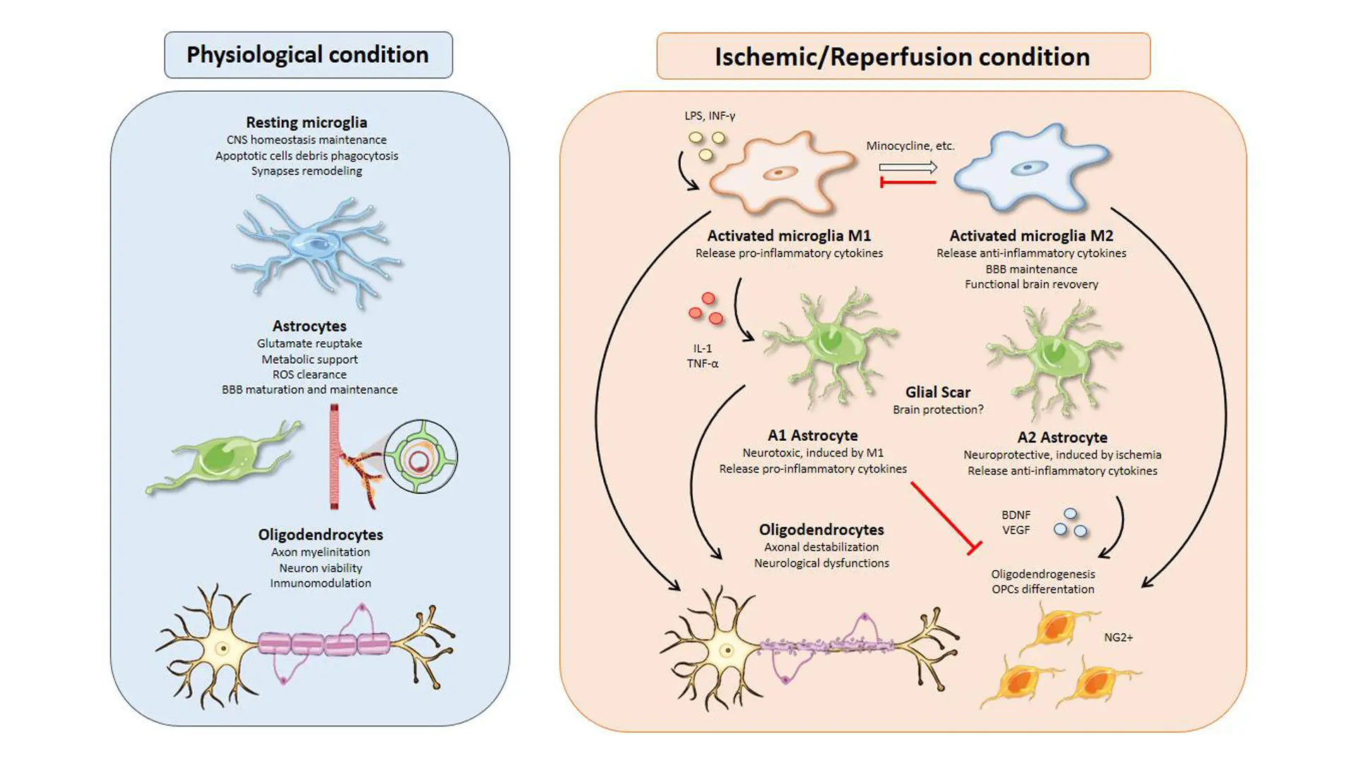 como afecta la neuroglia en la inteligencia - Qué protege la neuroglía